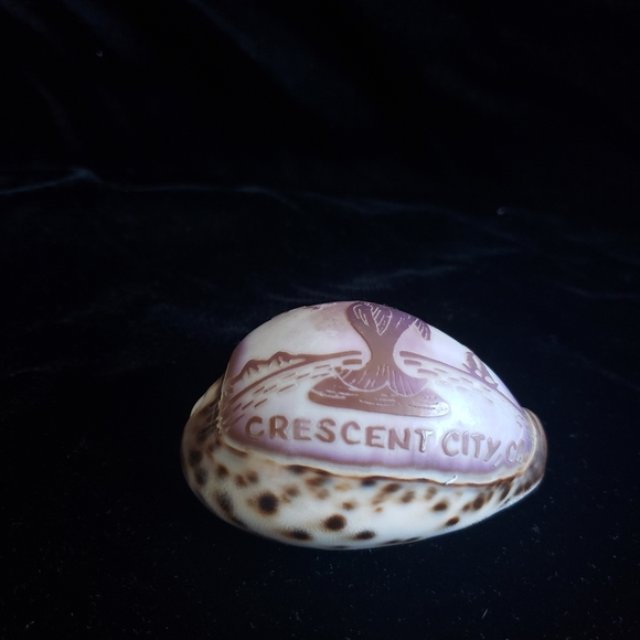 #Handcraved Cowrie Shell Souvenir Crescent City CA Sea Scene - Picture 1 of 7